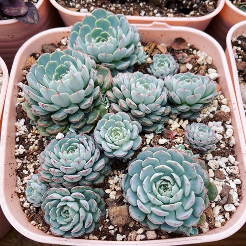 Small Plants Perfect for Adorable Indoor Gardens