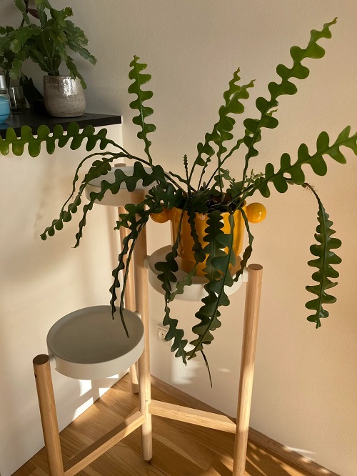 Fishbone Cactus indoor