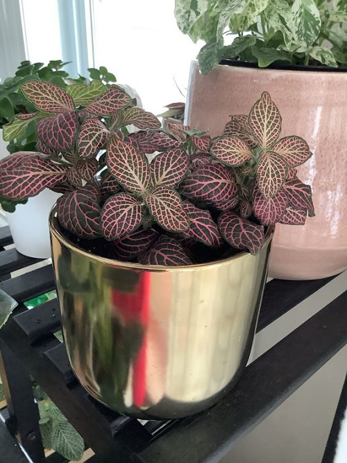 Unusual Indoor Plants That Will Impress Your Guests 1
