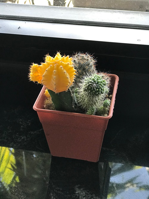 Perfect for Adorable Indoor Gardens