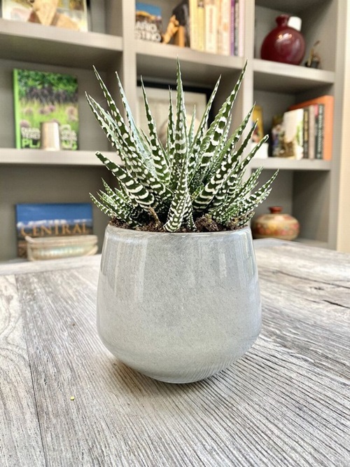 best Small Plants Perfect for Adorable Indoor Gardens