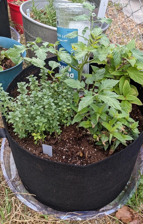 Herbs in Grow Bags
