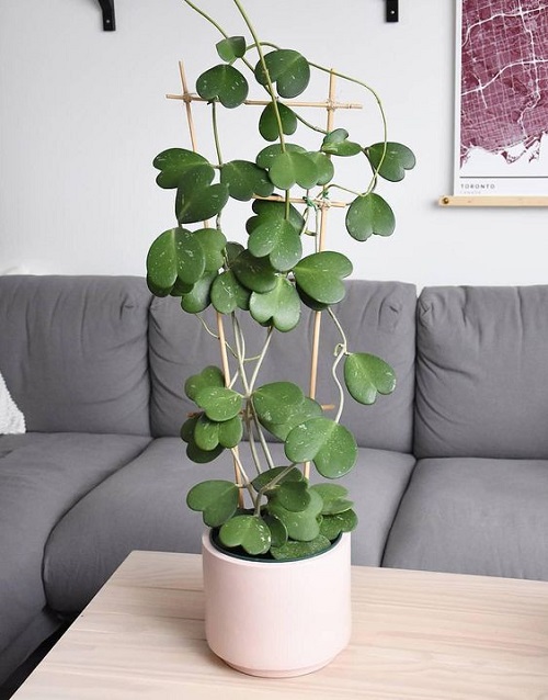 Unusual Indoor Plants That Will Impress Your Guests 2