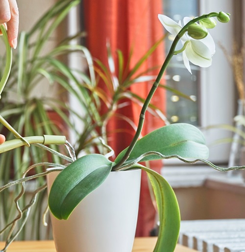Improper Watering Routine