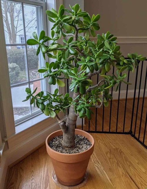 top Small Plants Perfect for Adorable Indoor Gardens