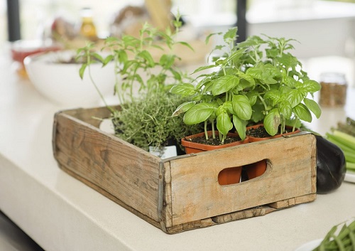 Indoor Herb Garden 2