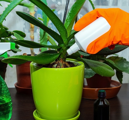 orchid Ignorance of Fertilizer