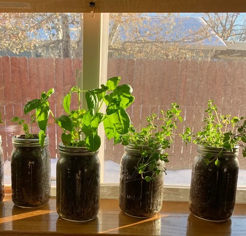 Unique Ways to Grow Herbs Indoors for Fresh Flavor All Year 2