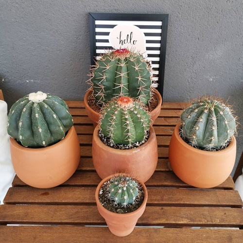 Tiny Plants That Are Ideal for Charming Indoor Gardens