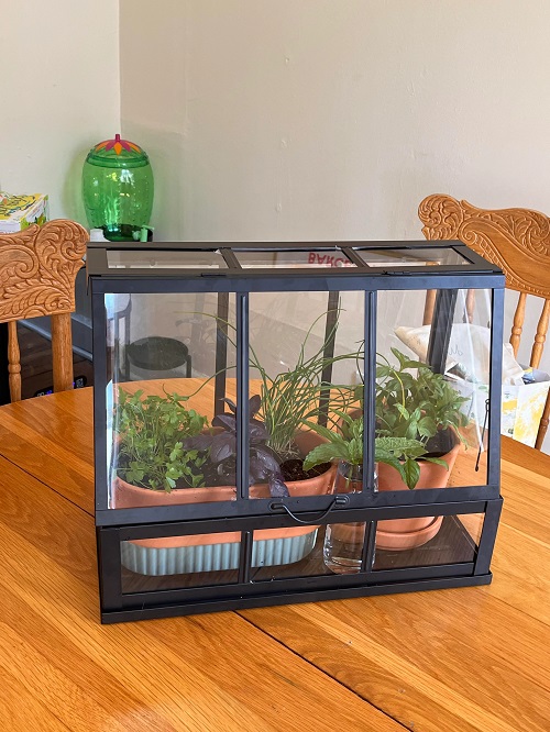 Mini Green House for Herbs