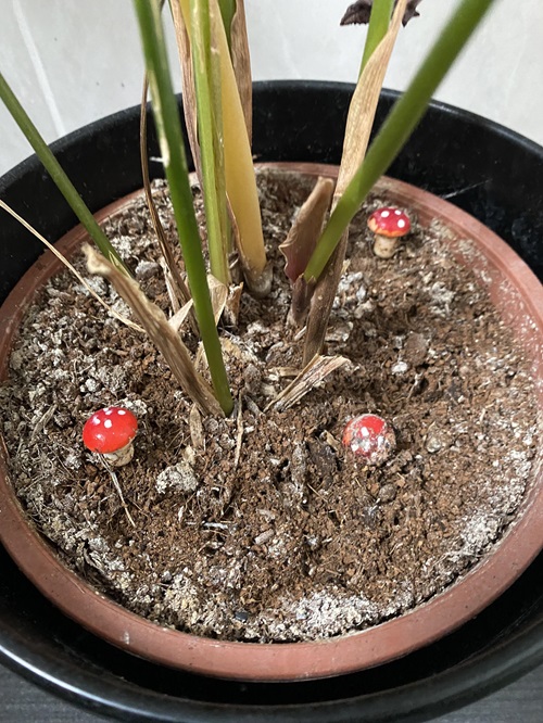Signs of Overwatered Houseplants in Winter
