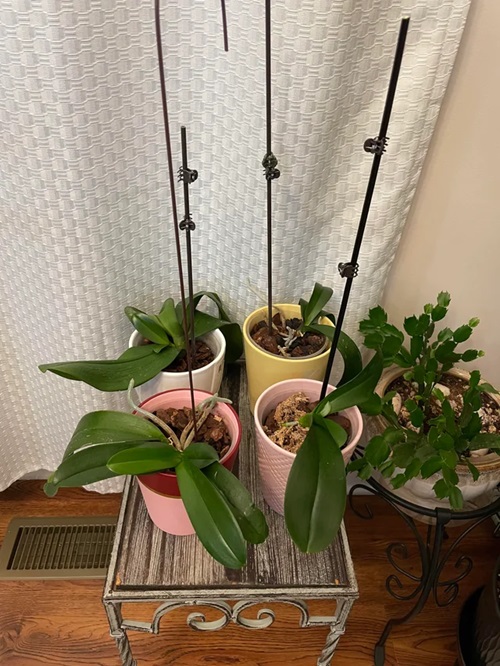 Why Your Orchids Aren't Blooming