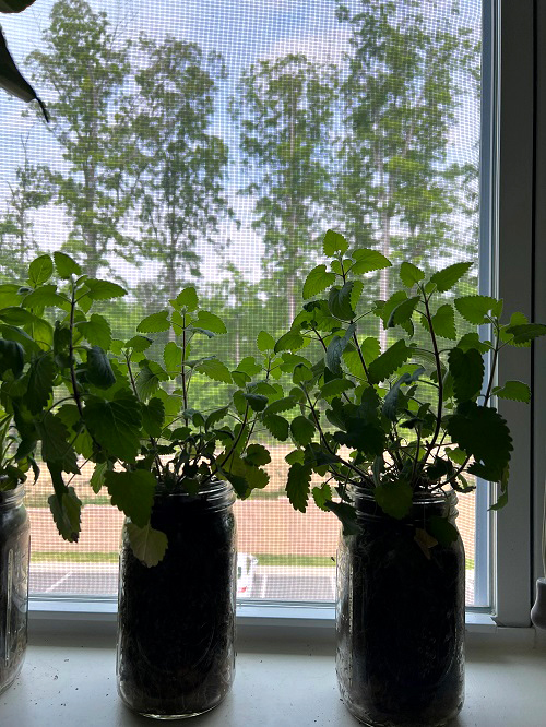 Ways to Grow Herbs Indoors for Fresh Flavor All Year