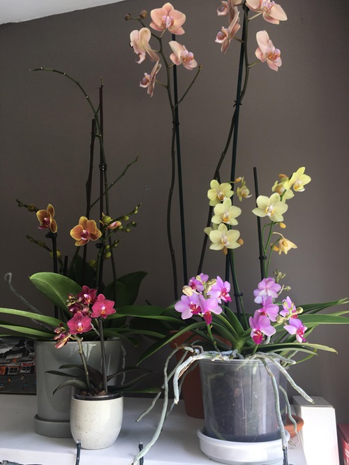 Signs Your Orchid Needs to Be Repotted