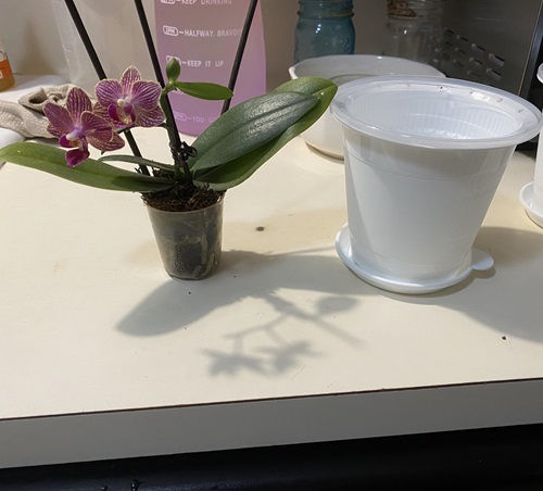 When Your Orchid Plant Outgrows the Container