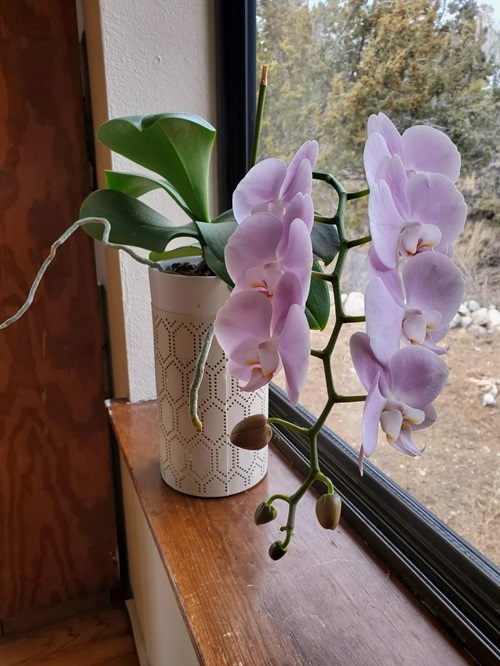 Why Your Orchids Aren't Blooming- Reasons and Solutions