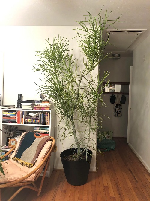 Tall Pencil Cactus in home