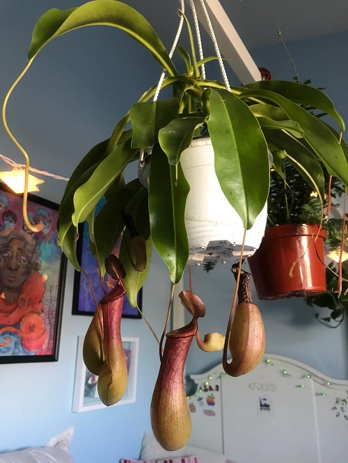 Pitcher Plant in ganging basket