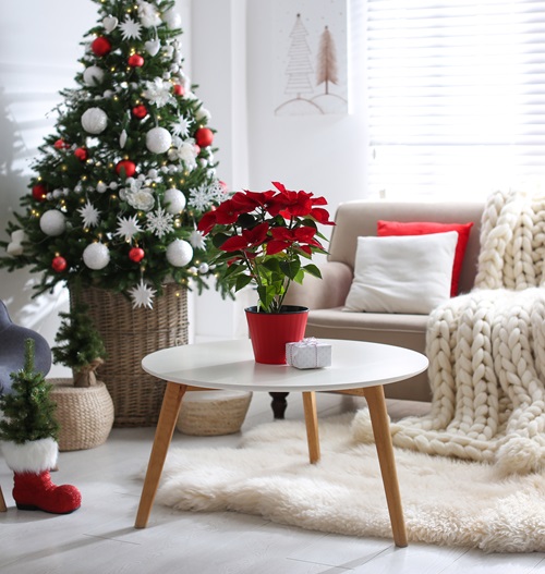 How to Care for Poinsettias During and After Christmas