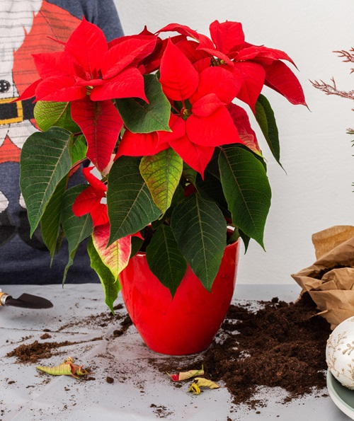 soil Care for Poinsettias During and After Christmas