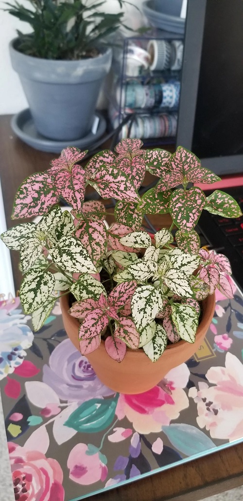 Polka Dot Plant