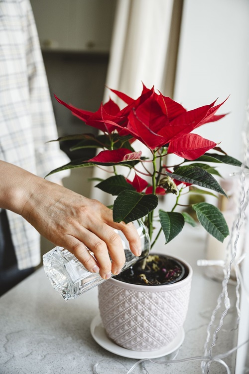 watering Care for Poinsettias During and After Christmas