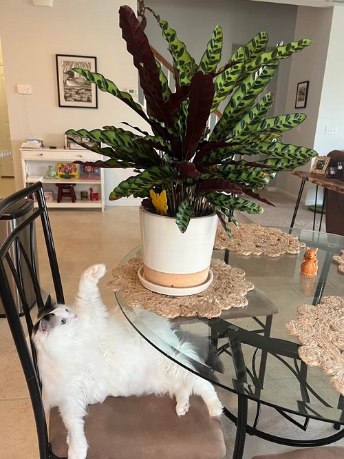 Decorative Indoor Plants 3