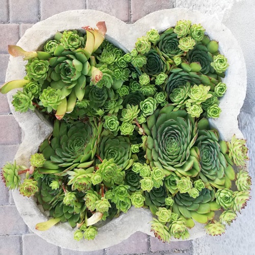best Small Plants Perfect for Adorable Indoor Gardens