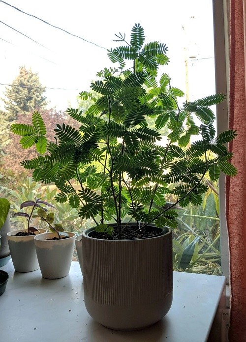 Unusual Indoor Plants That Will Impress Your Guests 3