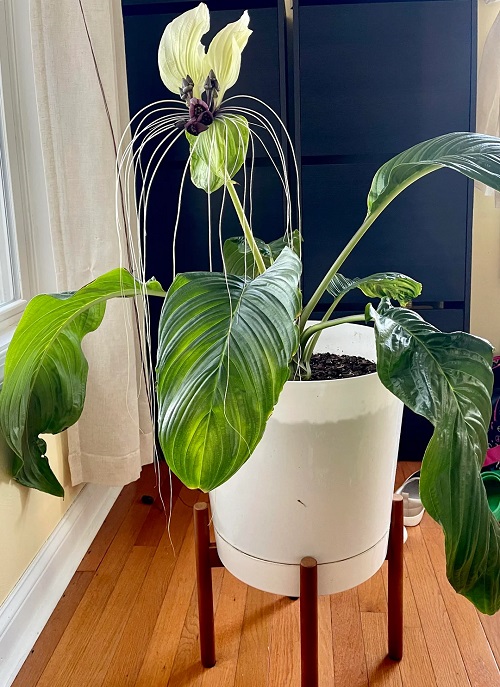 Decorative Indoor Plants 2