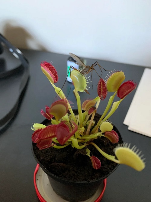 Venus Flytrap in home