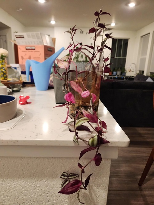 How to Grow Wandering Jew in Water