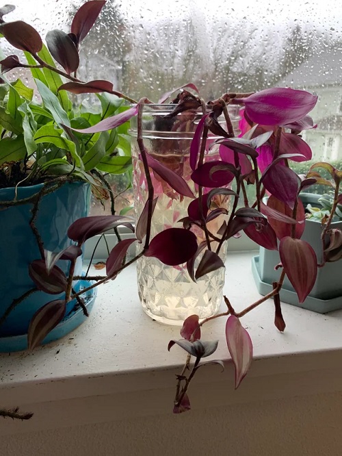 Propagation Wandering Jew in Water