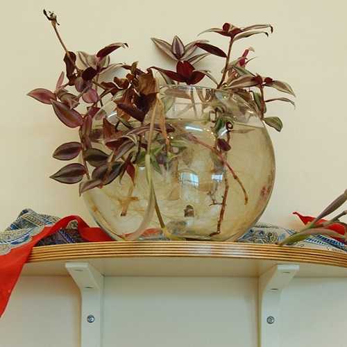 Wandering Jew in Water