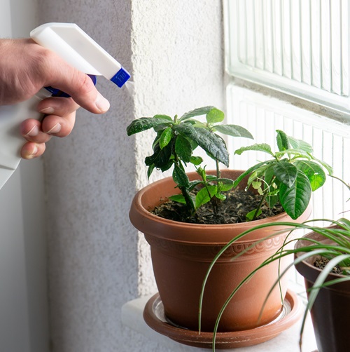 How Often To Water Houseplants In Winter