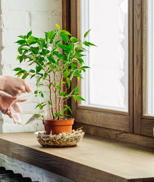 Why You Should Water Your Houseplants Less in Winter