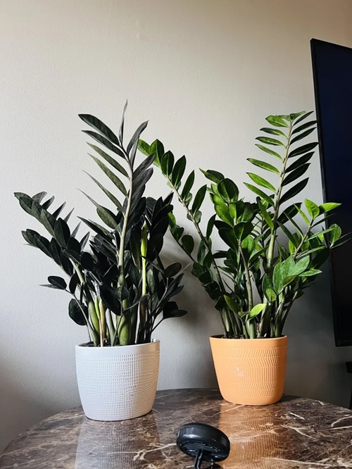 best Tiny Plants That Are Ideal for Charming Indoor Gardens