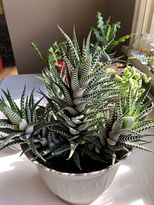 Beautiful Indoor Plants 5