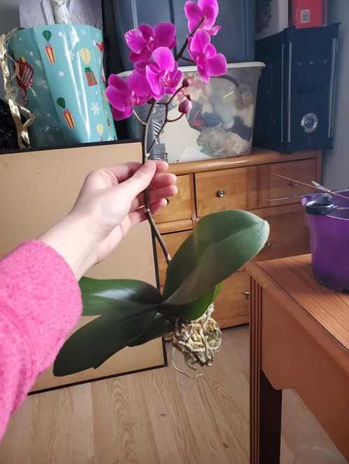 Separate the Root Ball