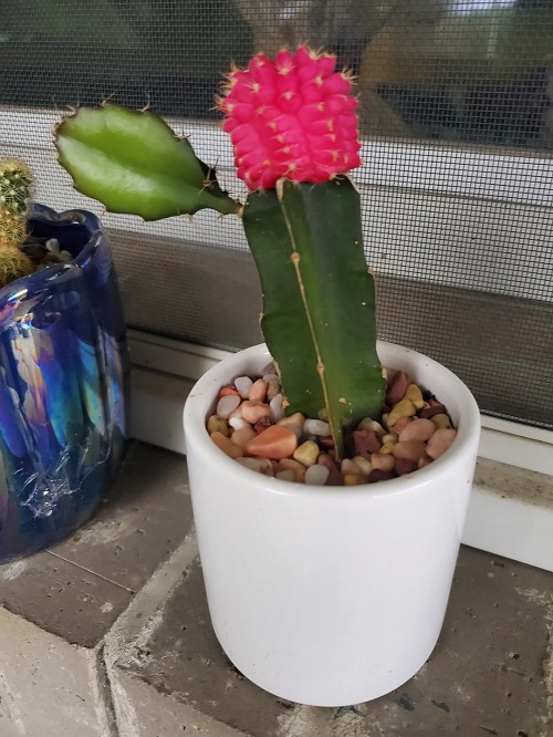 Unusual Indoor Plants That Will Impress Your Guests 4