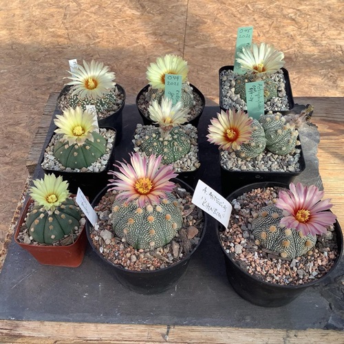 lovely Small Plants Perfect for Adorable Indoor Gardens