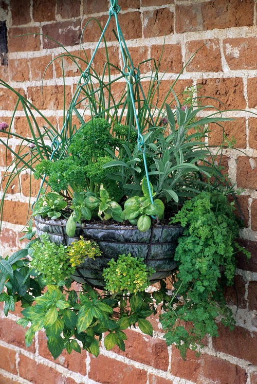Ways to Grow Herbs Indoors for Fresh Flavor All Year