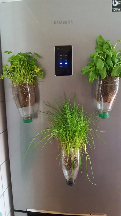 Kitchen Herb Garden 2