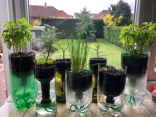 Ways to Grow Herbs Indoors for Fresh Flavor All Year