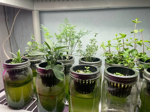 Unique Ways to Grow Herbs Indoors for Fresh Flavor All Year 1