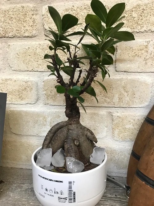 Why You Should Try the Ice Cube Method for Watering Your Houseplants