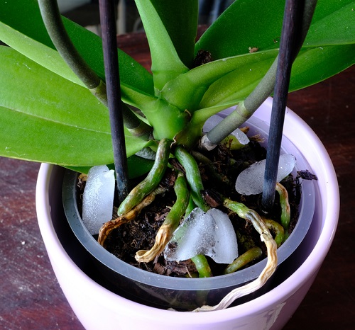 ice cubes around the plant, 2