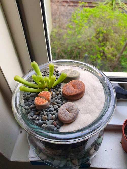  Plants Perfect for Adorable Indoor Gardens