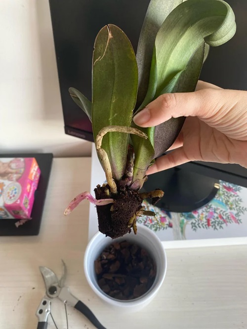 How to Repot Orchids