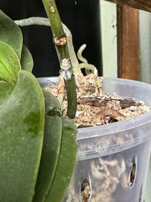 Why Your Orchids Aren't Blooming